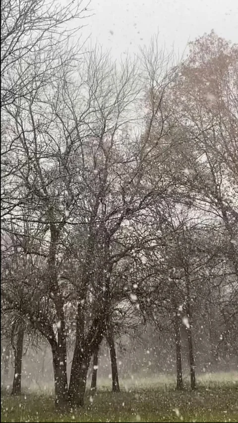 Slow Motion Video Of Fluffy Falling Snow On Green Grass In Woods 9:16 4k Stock Footage 327820863