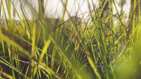 Slow motion video of grass with the sun reflecting on it Stock Footage 306913606