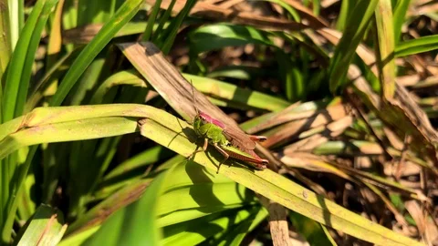 Slow motion video of a green grasshopper Stock-Footage 116170382