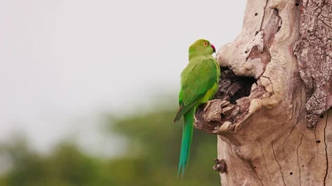 Slow motion video of green parakeet sitting near its nest hole on a tree in Sri Stock Footage 321199742