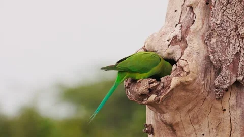 Slow motion video of green parakeet sitting near its nest hole on a tree in Sri Stock Footage 321302255