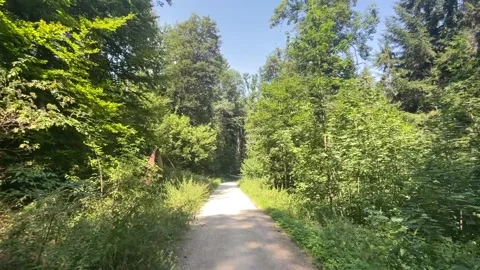 Slow Motion Video Hiking  Through Forest Trail Stock Footage 214219930