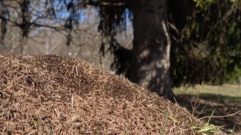 Slow motion video of a huge anthill under a pine tree Video stock 330639439