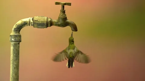 Slow motion video of a hummingbird drinking from a water faucet Stock Footage 289769509