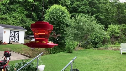 Slow motion video of hummingbird feeding on artificial feeder Stock Footage