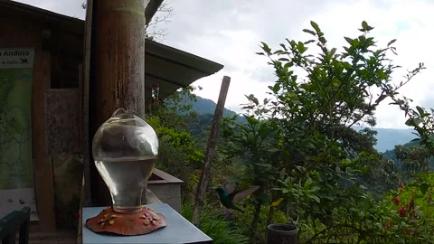 Slow-motion video of a Hummingbird hovering around a feeder and flying down to f Stock Footage 247982748