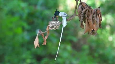 Slow motion video of the Indian bird of paradise feeding juveniles in the nest i Vídeo Stock 344720874