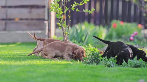Slow motion video of joyful spaniel puppies on lawn. Stock Footage 325993108