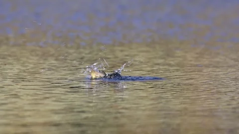 A slow motion video of a jumping trout in an alpine lake in Norway. Stock Footage 253245108