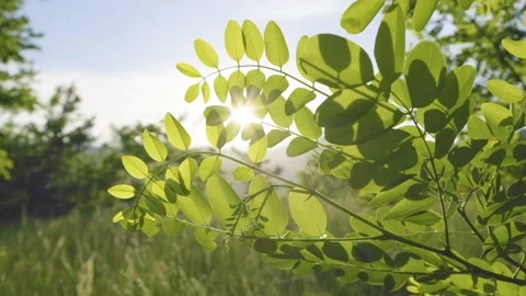 Slow motion video of leafs blowing in the wind with sun-rays Stock Footage 135872937