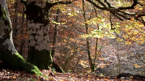 Slow motion video of the leaves of a beech tree falling in autumn. Stock Footage 161131859