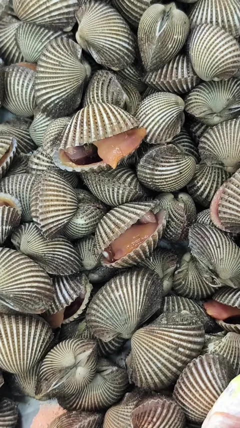 Slow-motion video of live cockles gently shifting in a natural clustered Stock Footage 322983389