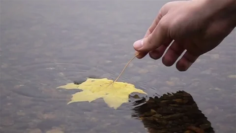 Slow Motion Video of Man Puts a Maple Leaf on Water Stock Footage 82322515
