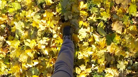 Slow motion video of man walking on the fallen yellow leaves. Stock Footage 61875473