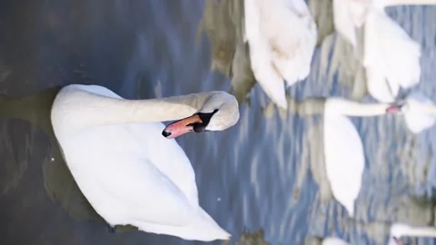 Slow motion video. Many swans on river. Street city animal. Cygnus swim Stock Footage 196142353