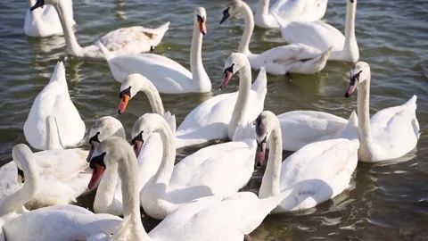 Slow motion video. Many swans on river. Street city animal. Cygnus swim Stock Footage 196142381
