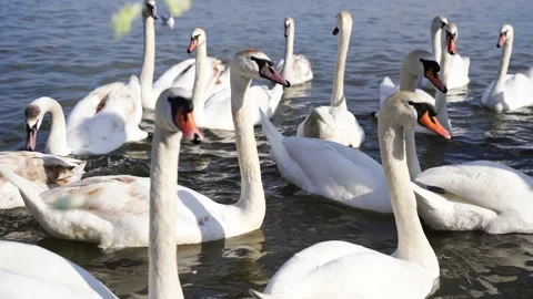 Slow motion video. Many swans on river. Street city animal. Cygnus swim Stock Footage 196732653
