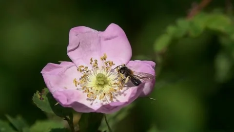 Slow Motion Video: Miner Bee collects pollen on the stamens of a dogrose flower Stock Footage 132453138