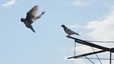 Slow-motion video of a mottled pigeon gracefully flying and landing on a woo Stock-Footage 335523678