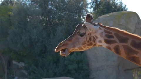 In this slow-motion video, observe a close-up portrait of an adorable giraffe. Stock Footage 255245340
