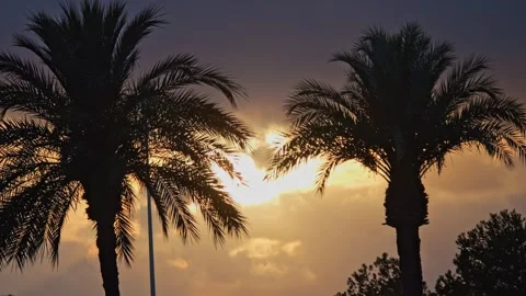 Slow-motion video of an orange sunset with swaying palm leaves. Perfect hol.. Video stock 280551510