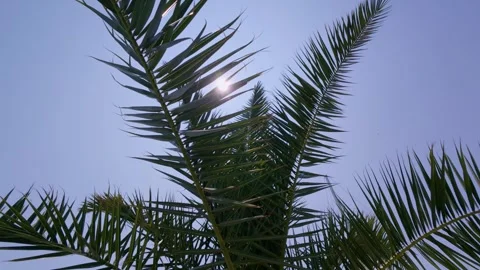 Slow motion video of palm tree leaves swaying gently in the breeze against a Stock Footage 311157093