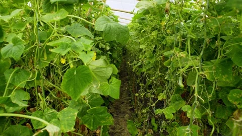 Slow motion video of the passage between the rows of bushes with cucumbers. Stock Footage 255195669
