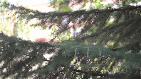 Slow motion video of a pigeon perched on a tree starting flight Stock Footage 138883472