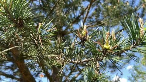 Slow Motion Video of Pine Branch with Pine Cone Gently Swaying in the Wind Stock Footage 308302015