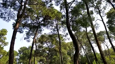 Slow motion video of pine tree. Stock Footage 141483244