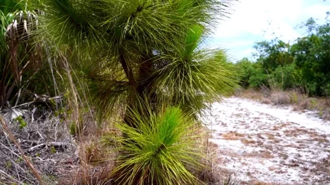 Slow motion video of a pine tree in Florida! Stock Footage 155129203