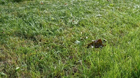 Slow motion video of a push lawn mower with rotating blades. Stock Footage 110439518