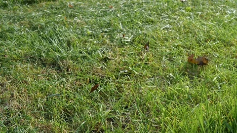 Slow motion video of a push lawn mower with rotating blades. Stock Footage 110441891