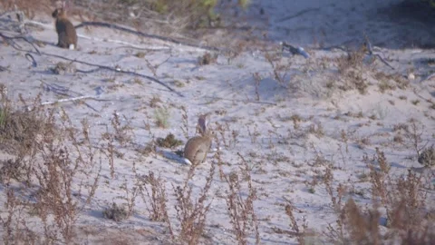 Slow motion video of rabbits running and foraging among low bushes on sandy.. Video stock 314059979