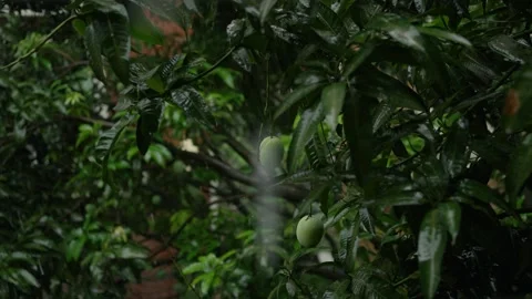 Slow-motion video of rain drops falling on mangos, leaves and branches Stock Footage 278975131