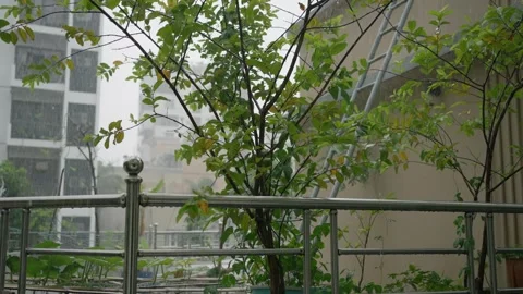 Slow-motion video of rain drops falling on trees Stock Footage 278975187