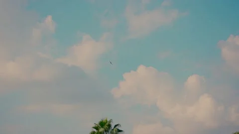 Slow motion video recording of a bird flying high in the sky. Stock Footage 232848372