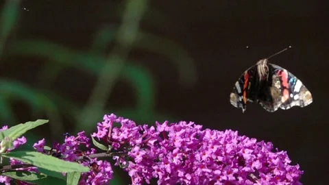 Slow motion video: Red Admiral Butterfly flutters over a Buddleja flower Stock Footage 160150892