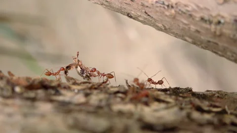 Slow motion video of red asian ants family at they every day life. Insects in Stock Footage 258854345