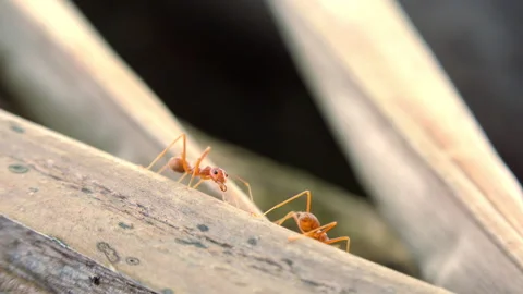 Slow motion video of red asian ants family at they every day life. Insects in Stock Footage 258854584