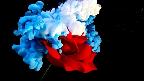Slow motion video of a red rose and blue and white watercolor ink in water 库存影片 122513004