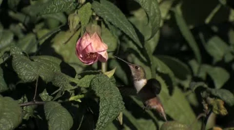 Slow Motion Video Reveals Secrets of Hummingbird Hovering Ability 스톡 동영상 22182026