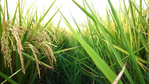 Slow motion video of rice tree in rice field Stock Footage 150170386