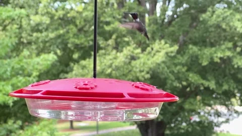 Slow motion video of a ruby throated hummingbird in flight by a feeder Video stock 247932602