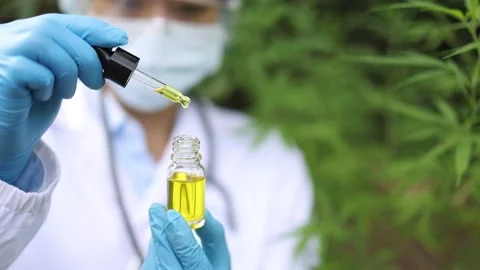 Slow motion video of Scientist test CBD hemp oil product in hemp farm ,cann.. Stock Footage 336934146