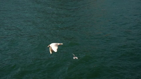 Slow motion video. Seagulls fly over the surface of the sea. Beautiful backgr Video stock 88778363