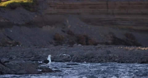 Slow motion video of seagulls flying and sitting near a river Stock-Footage 172531039