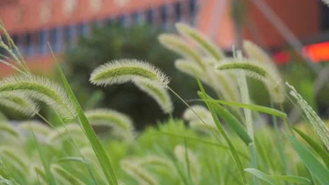 Slow motion video of Setaria swaying in the wind Stock Footage 157623917