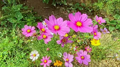 A slow-motion video of several pinkish-purple cosmos flowers moving in unis.. Stock Footage 300073276