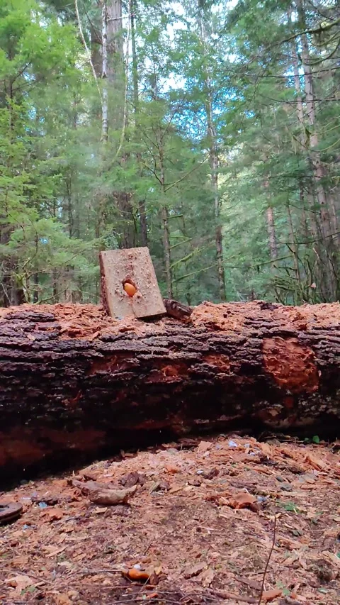 Slow-motion video shooting a split log in the forest Stock Footage 322951221